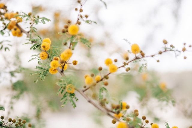 Acacia mimosa